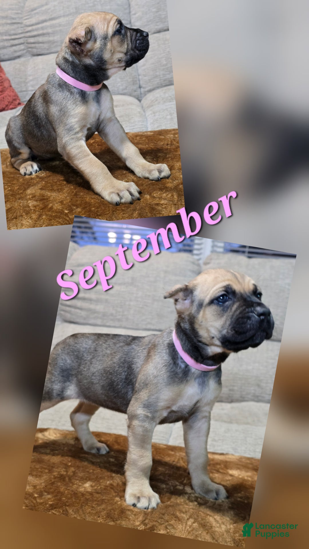 Cane Corso dogs for sale: Cane Corso Puppy 11 - Ad 2