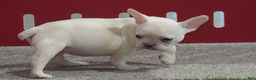 French Bulldog dogs for sale: Sasha - Ad 3