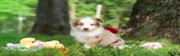Miniature Australian Shepherd dogs for sale: Leo - Ad 6