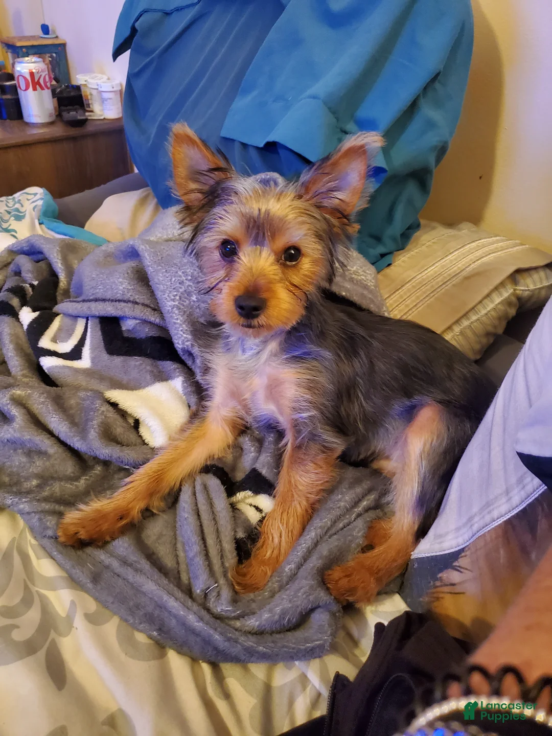 Yorkshire Terrier dogs for sale: Cody - Ad 1