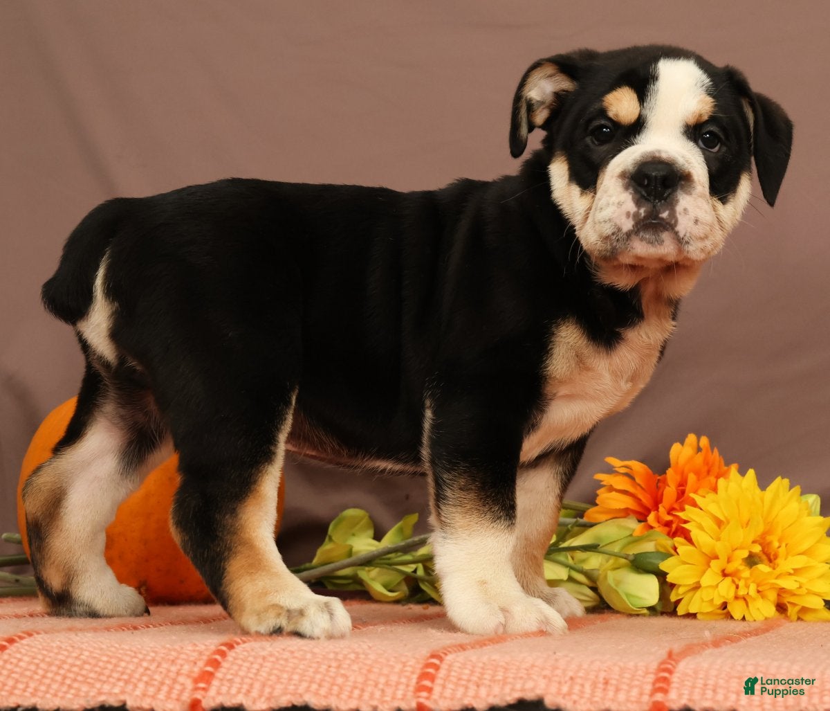 Beabull dogs Winston - Ad 2