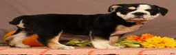 Beabull dogs for sale: Winston - Ad 2