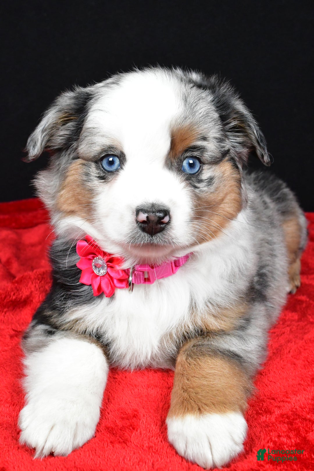 Miniature Australian Shepherd dogs for sale: Remi - Ad 4