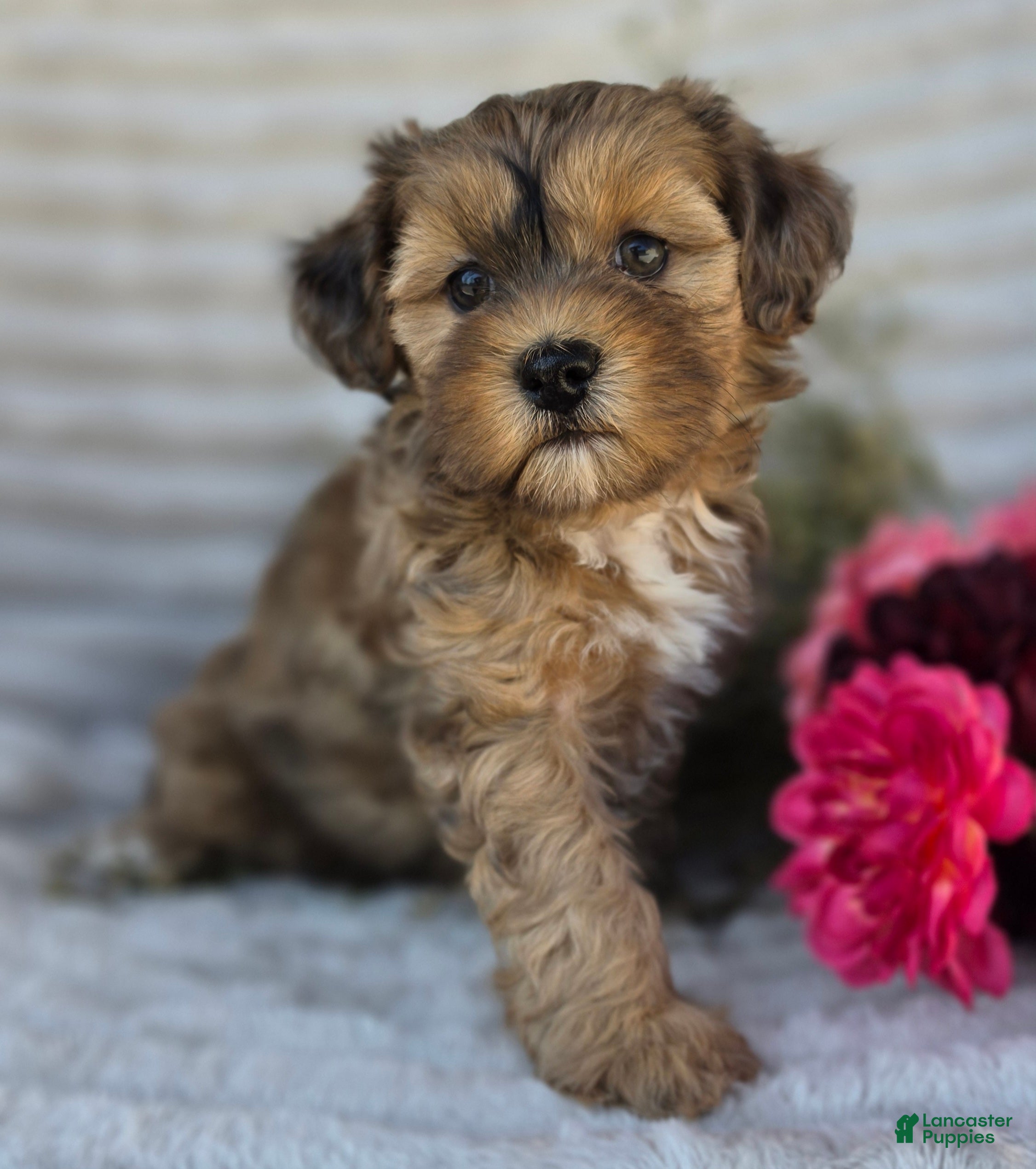 Shihpoo dogs Mayson - Ad 2