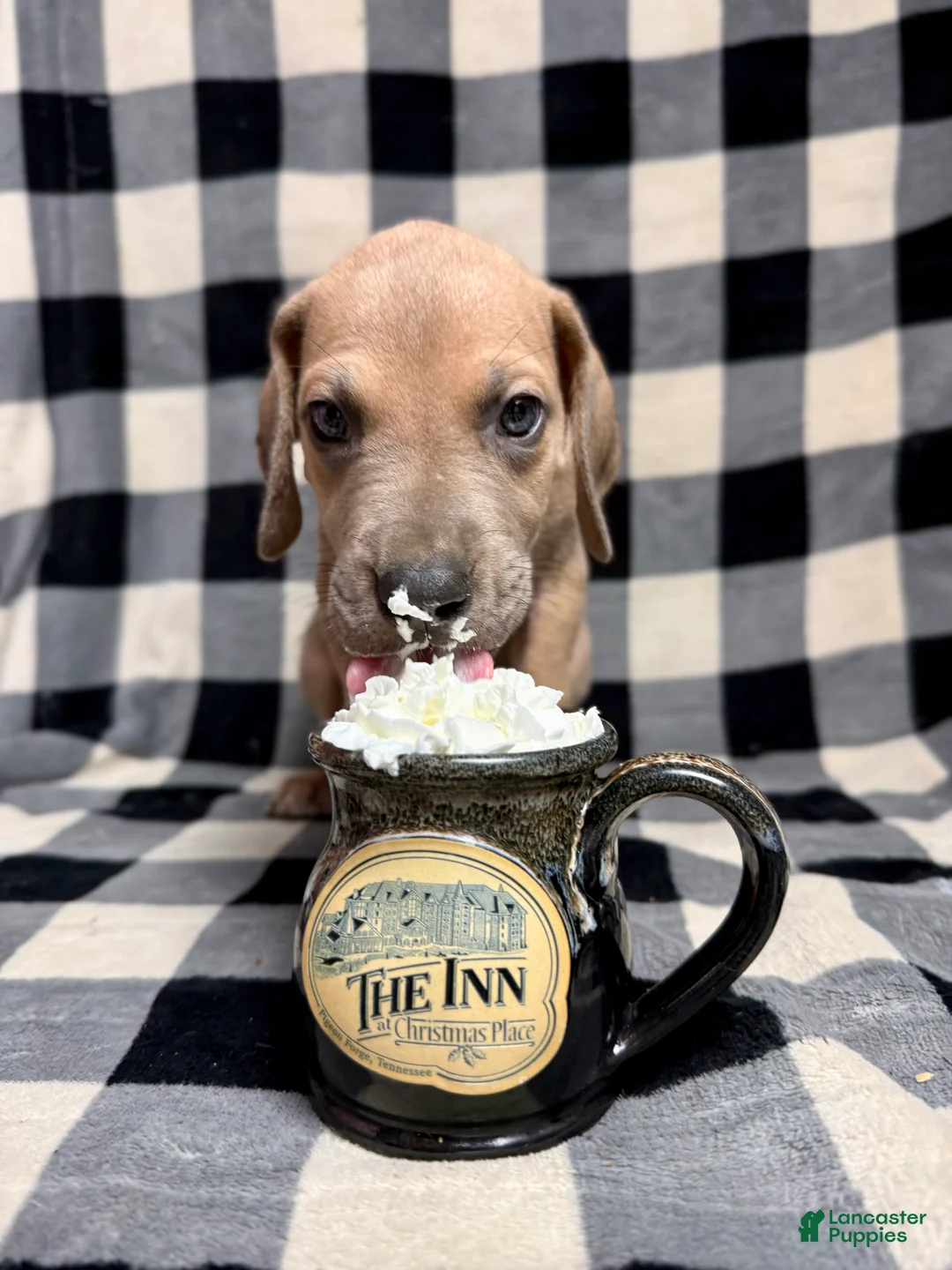 Great Dane dogs for sale: Blue fawn (Heavy Euro) - Ad 8