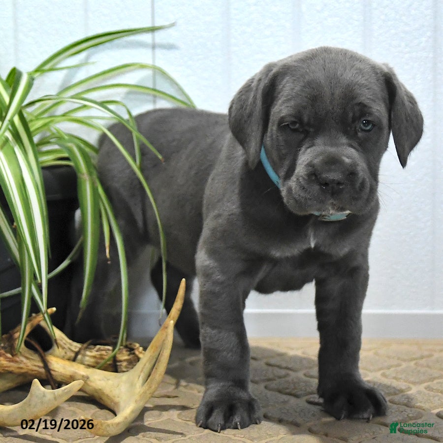 Cane Corso dogs Gipsy - Ad 2