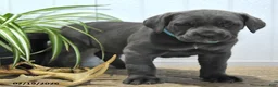 Cane Corso dogs for sale: Gipsy - Ad 2