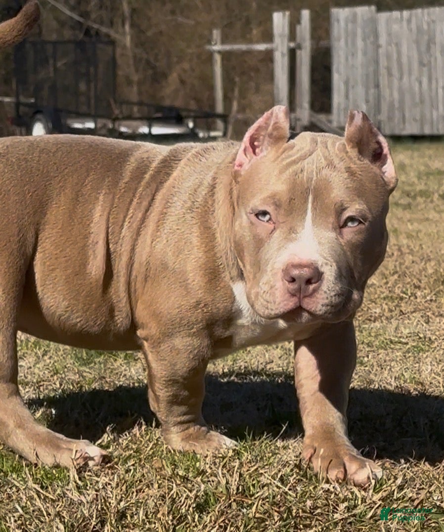 American Bully dogs Roxy - Ad 1