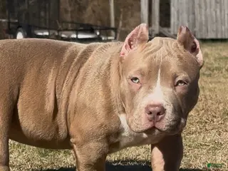 American Bully dogs Roxy - Ad 1