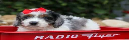 Cavapoo dogs for sale: Prince💙 - Ad 5
