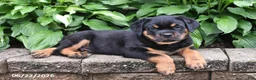 Rottweiler dogs for sale: Captain - Ad 4