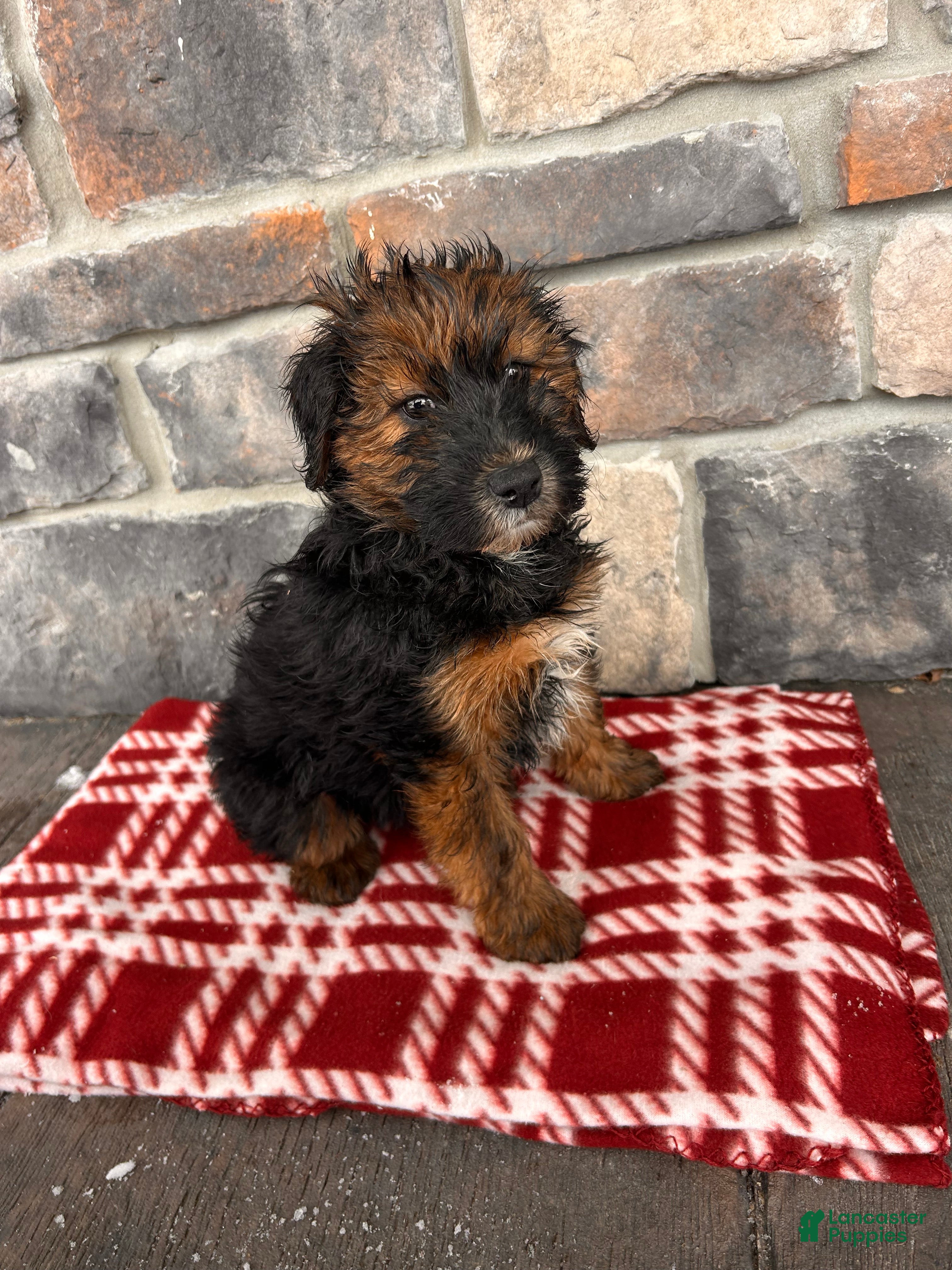 Whoodle dogs Willow - Ad 2