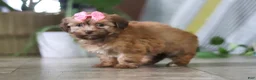 Havanese dogs for sale: Bella - Ad 5