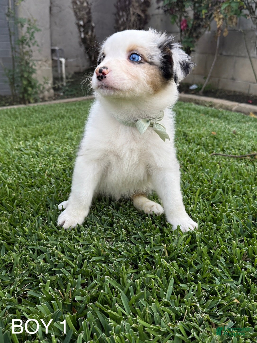 Australian Shepherd dogs Australian Shepherd Puppy 2 - Ad 22