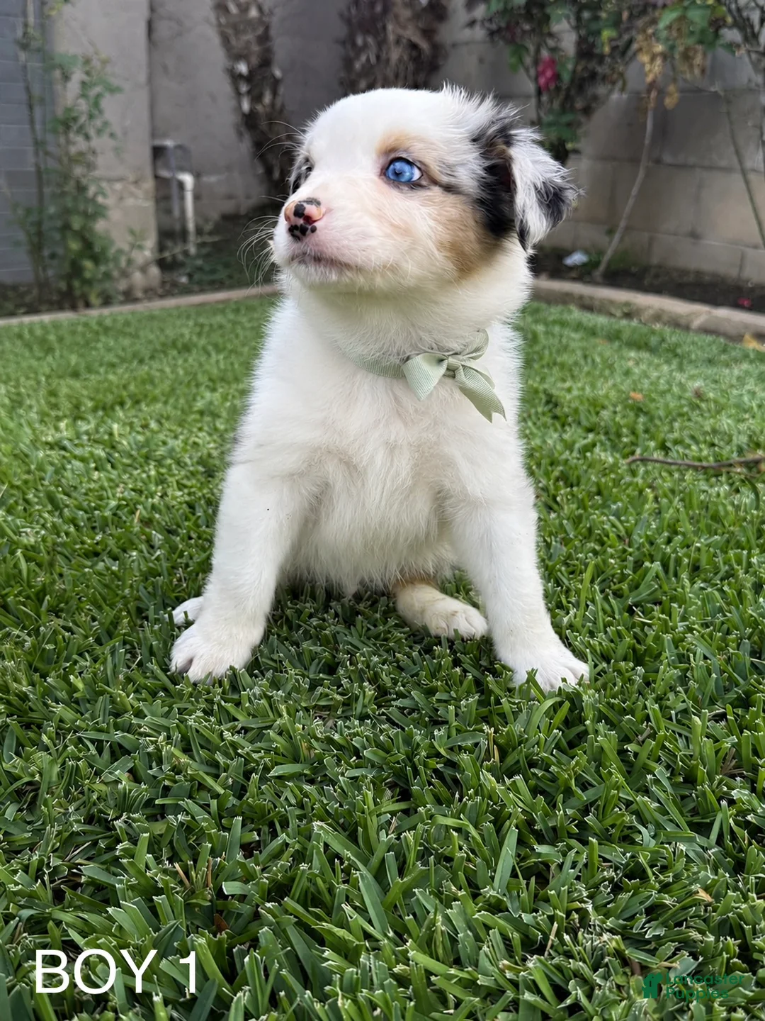 Australian Shepherd dogs for sale: Australian Shepherd Puppy 2 - Ad 1
