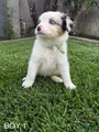 Australian Shepherd Puppy 2