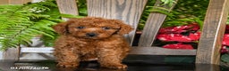 Toy Poodle dogs for sale: Warrior - Ad 2