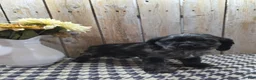 Cocker Spaniel dogs for sale: Tramp - Ad 4