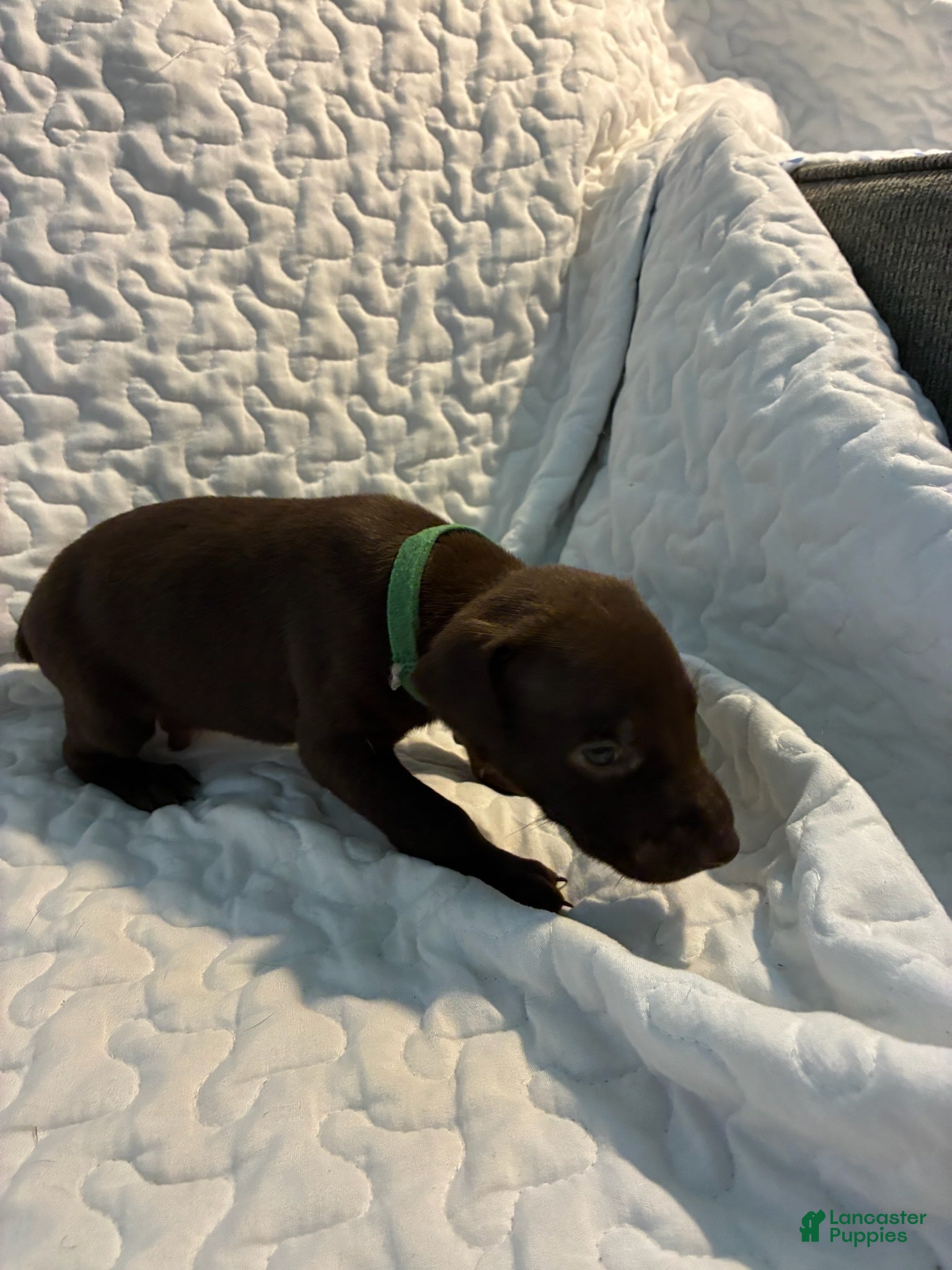 Doberman Pinscher dogs Buster - Ad 38