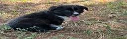 Mixed Breed dogs for sale: Black collar boy  - Ad 4