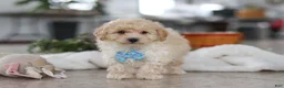 Maltipoo dogs for sale: Bodie - Ad 6