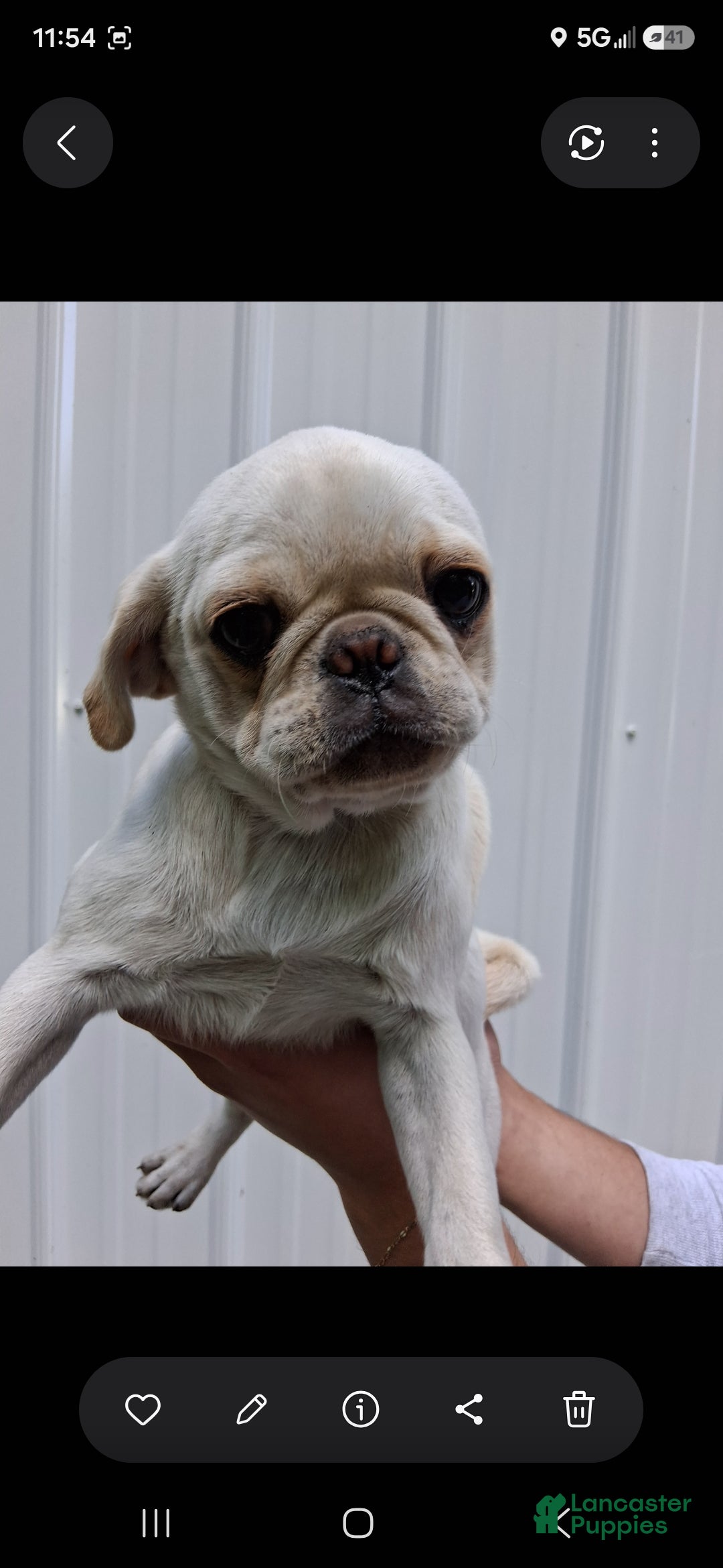 Pug dogs Kami - Ad 1