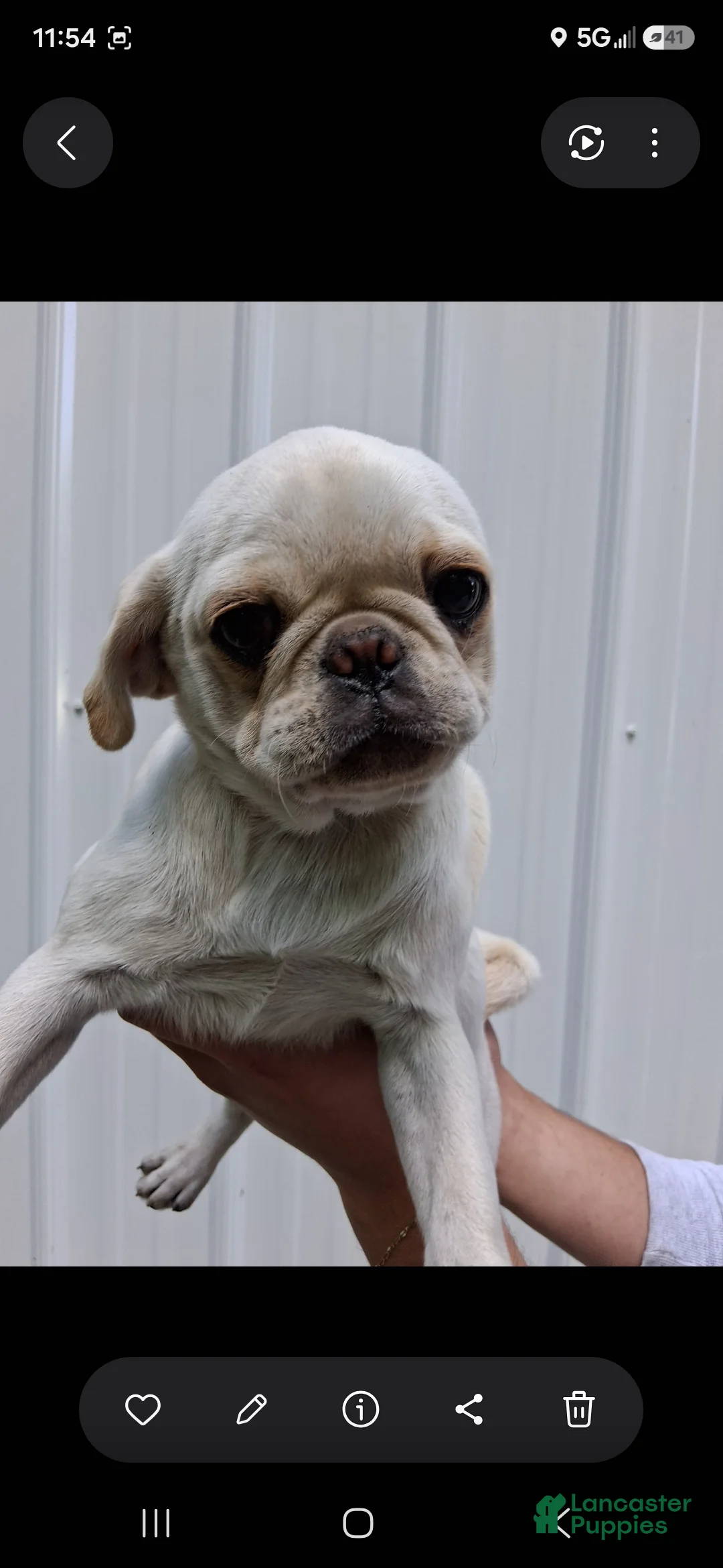 Pug dogs for sale: Kami - Ad 1