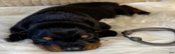 Doberman Pinscher dogs for sale: Grey Collar Male  - Ad 1