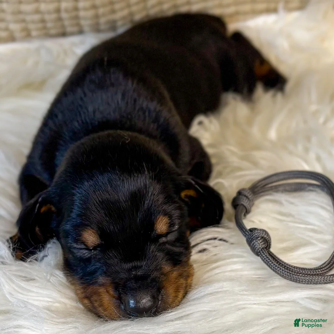 Doberman Pinscher dogs for sale: Grey Collar Male  - Ad 1