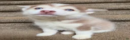 Pomsky dogs for sale: charlotte - Ad 6