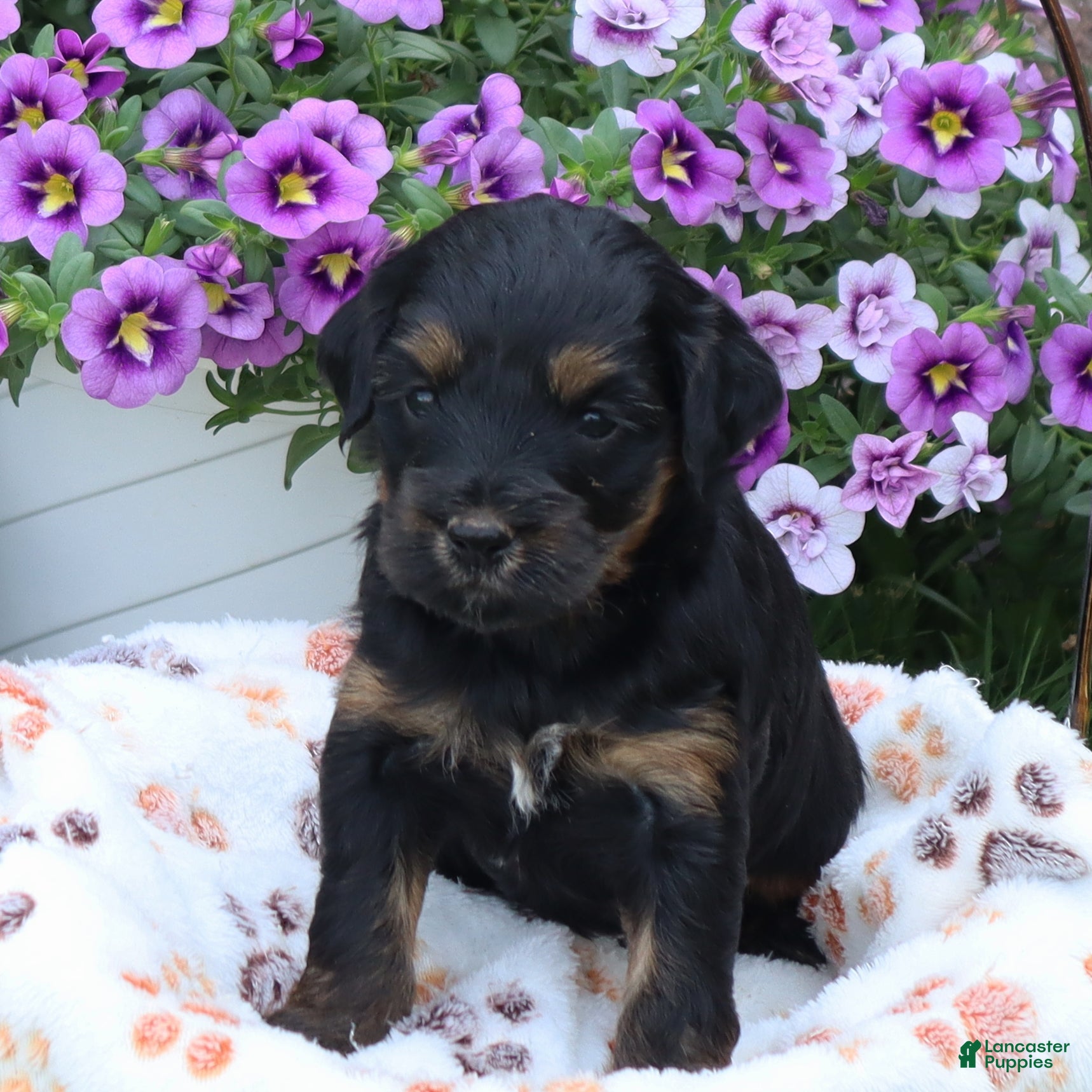Mini Goldendoodle dogs Faye - Ad 2