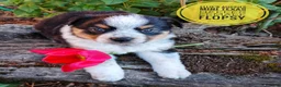 Mixed Breed dogs for sale: Flopsy - Ad 5