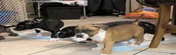 American Pit Bull Terrier dogs for sale: Bambii - Ad 8