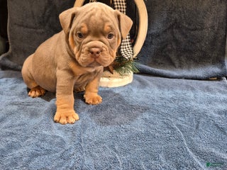 Olde English Bulldogge dogs Olde English Bulldogge Puppy Toby - Ad 40