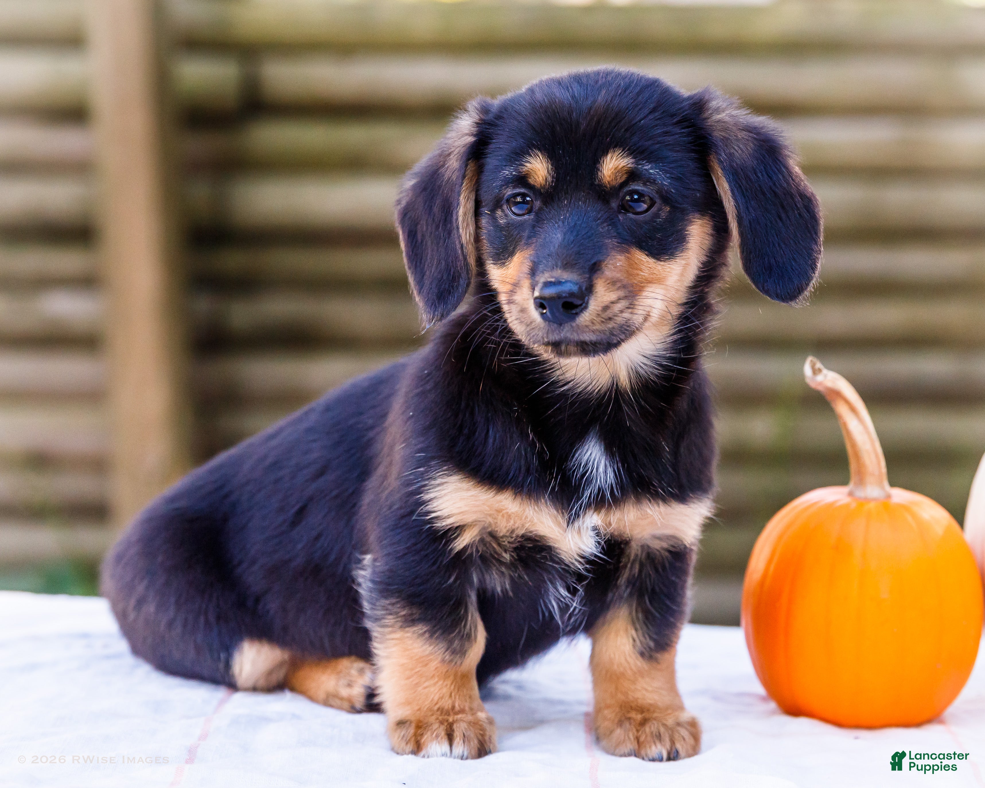 Mixed Breed dogs for sale: Coco Dorgi - Ad 1