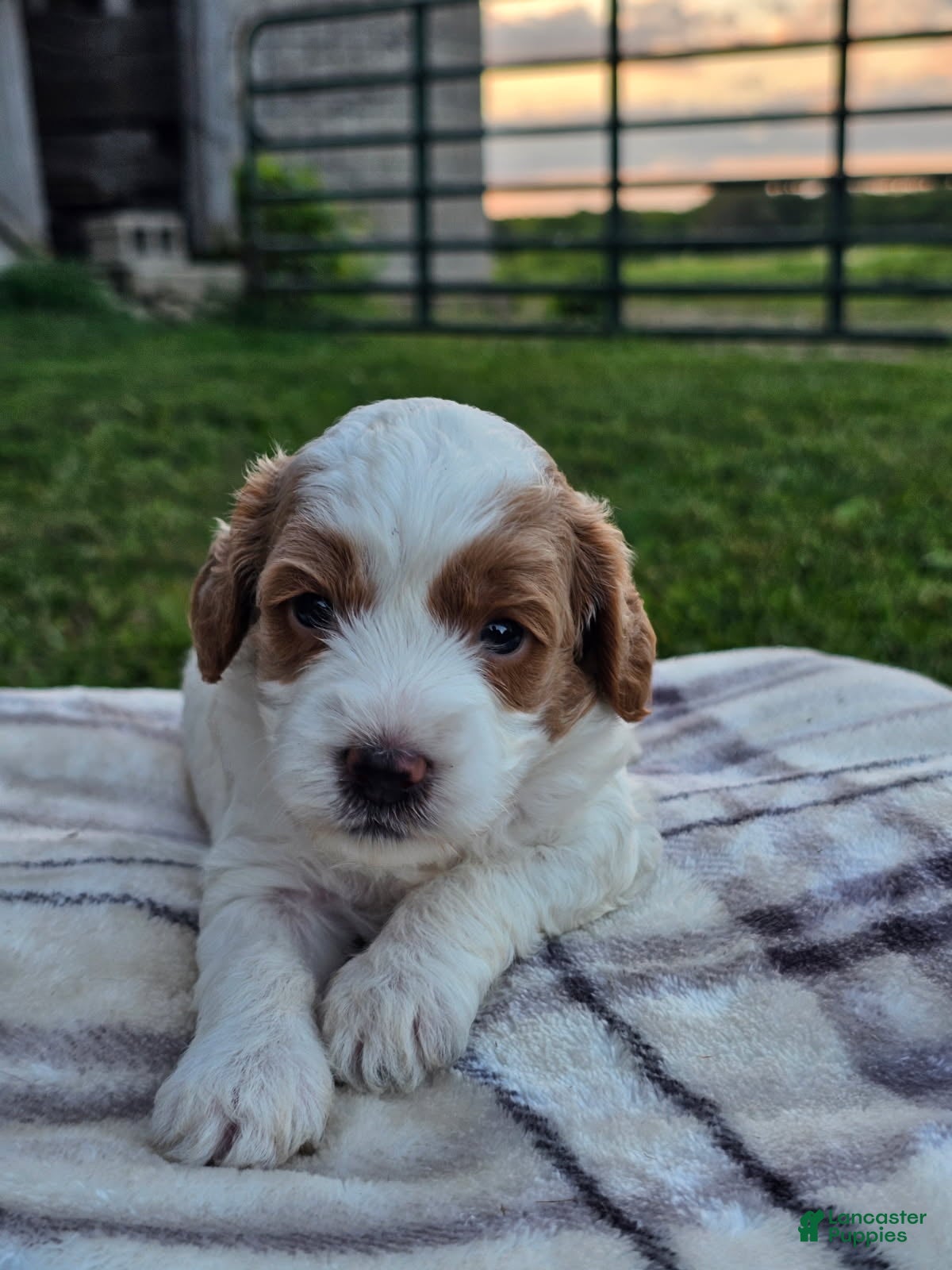 Cavapoo dogs Ivory - Ad 20
