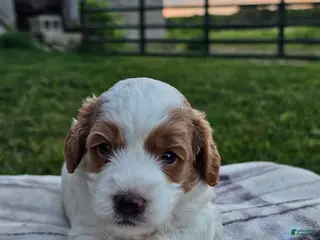 Cavapoo dogs Ivory - Ad 20