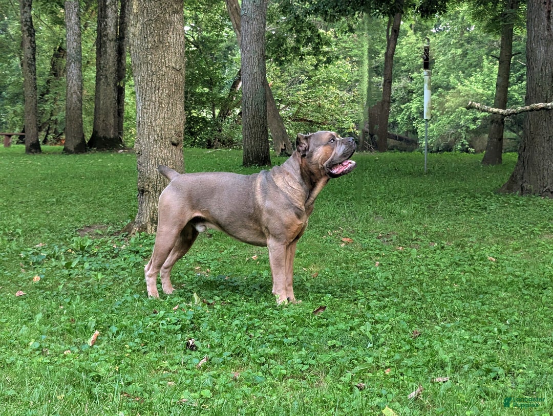 Cane Corso dogs for sale: Grey collar- male - Ad 5