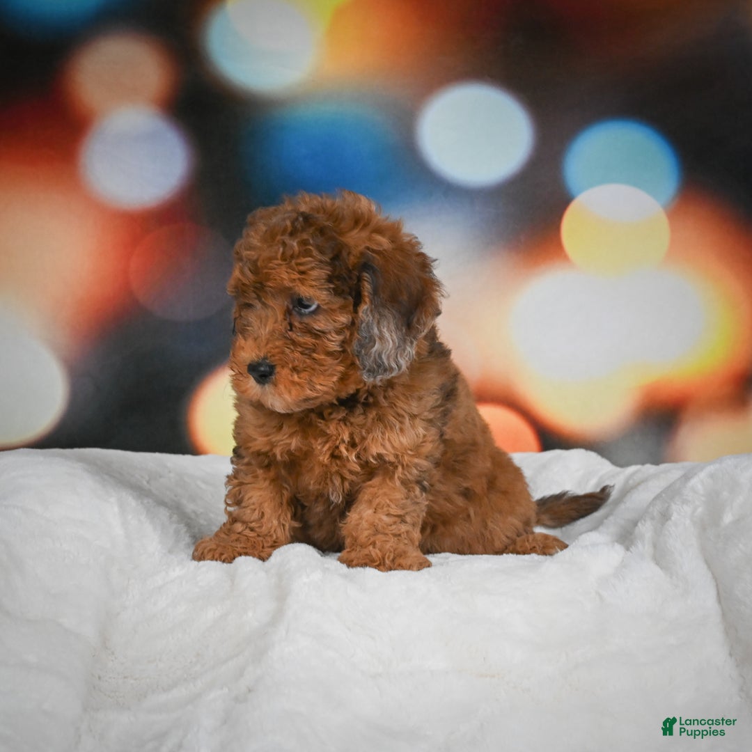 Mini Aussiedoodle dogs for sale: Annie - Ad 4