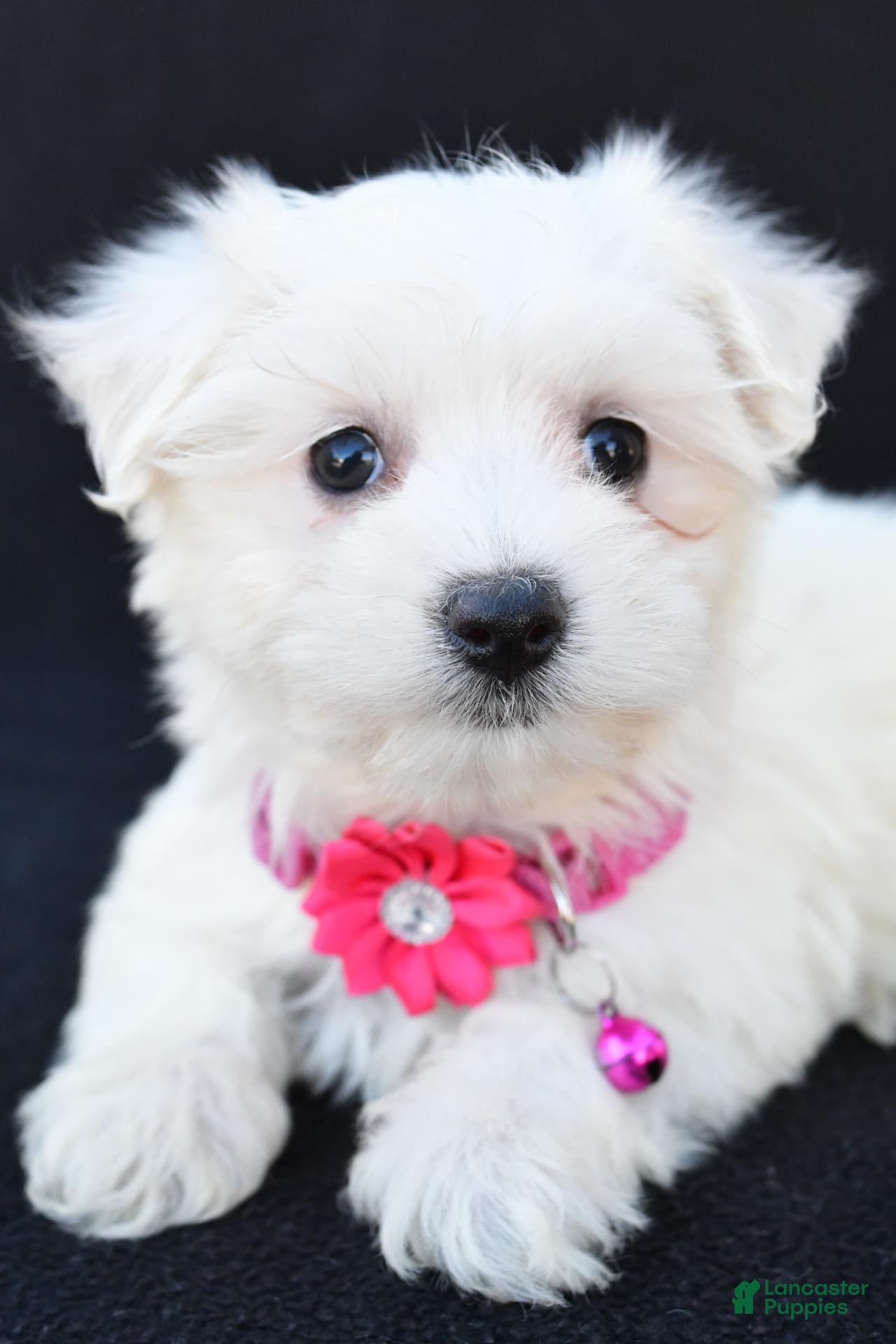 Maltese dogs for sale: Beauty - Ad 2
