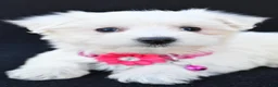 Maltese dogs for sale: Beauty - Ad 2