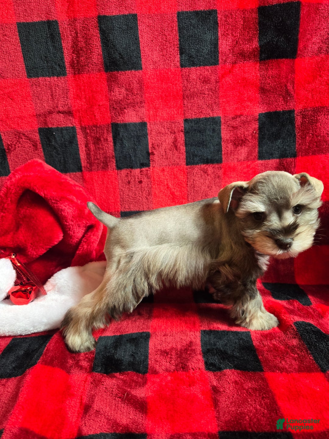 Miniature Schnauzer dogs for sale: Mary - Ad 1