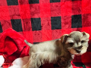 Miniature Schnauzer dogs Mary - Ad 6