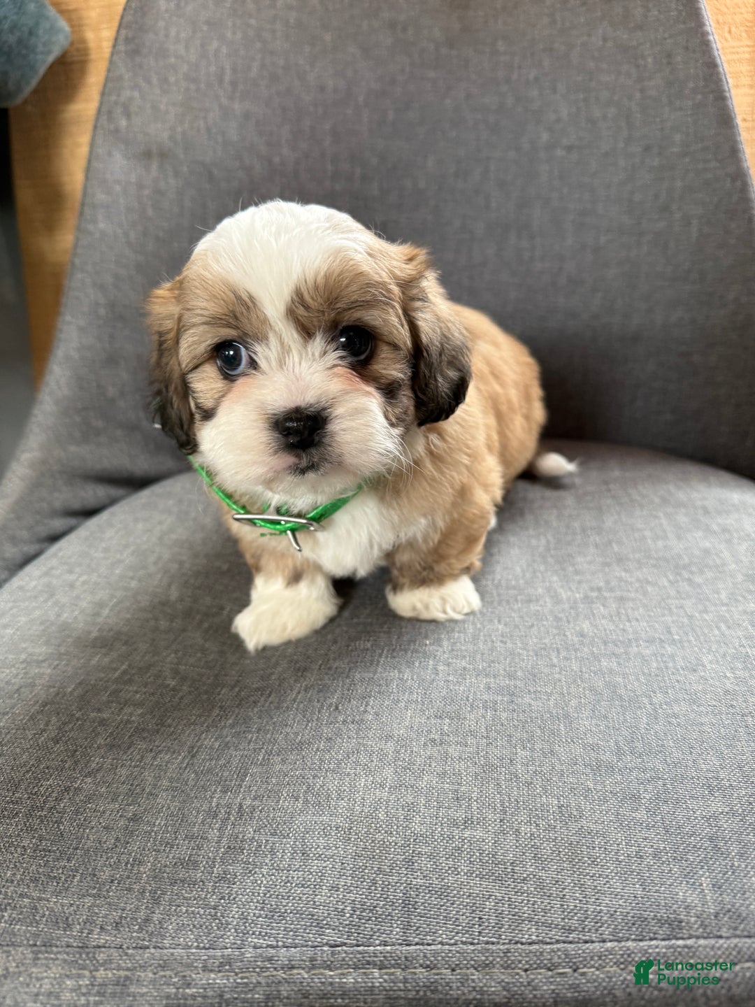 Teddy Bear dogs for sale: Sara - Ad 3