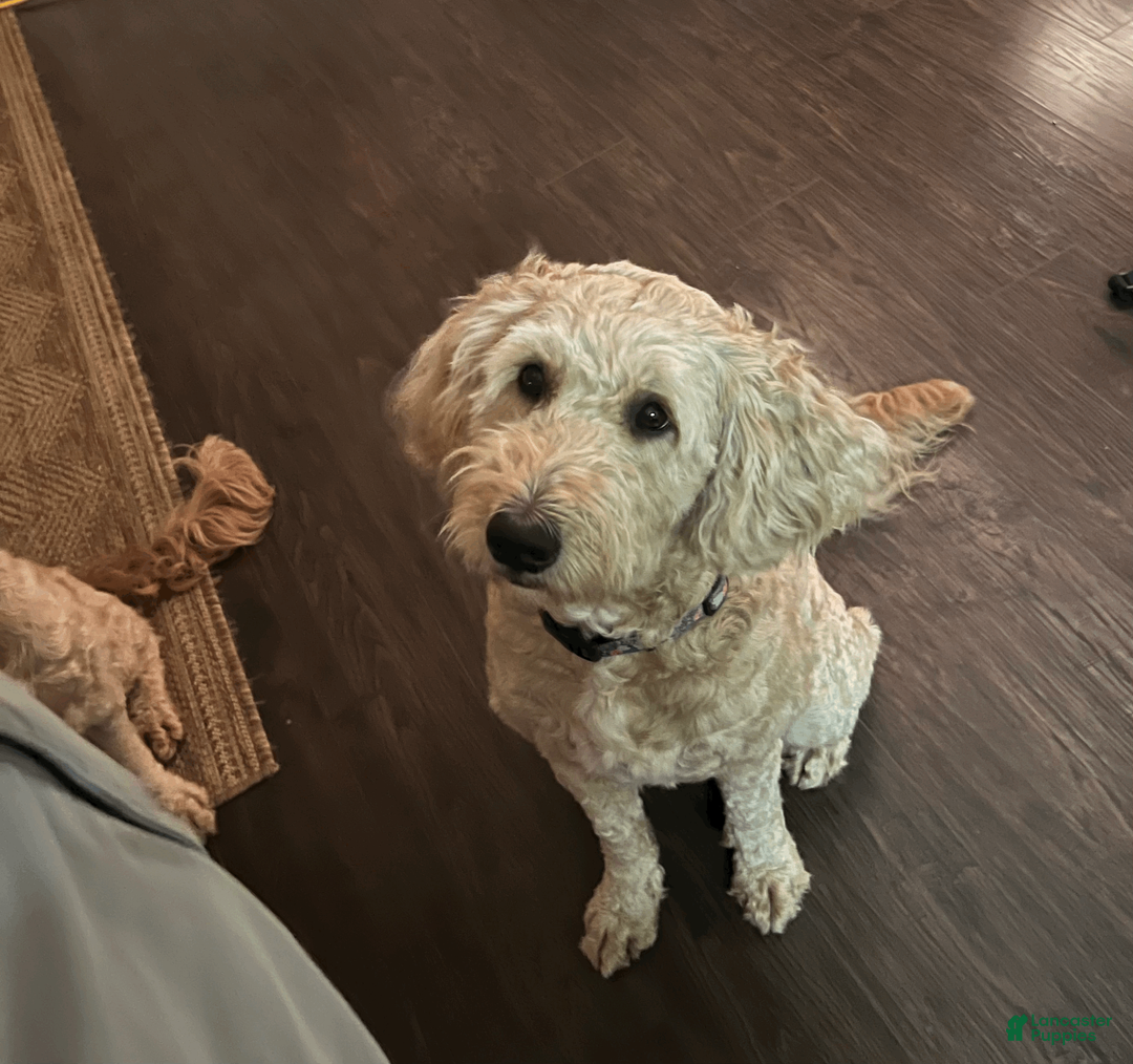 Mixed Breed dogs for sale: Henry - Ad 5