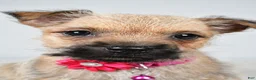 Cairn Terrier dogs for sale: April - Ad 7