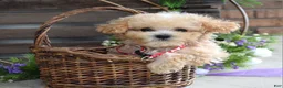 Maltipoo dogs for sale: Ethan  - Ad 15