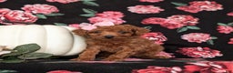 Toy Poodle dogs for sale: Tiara - Ad 2