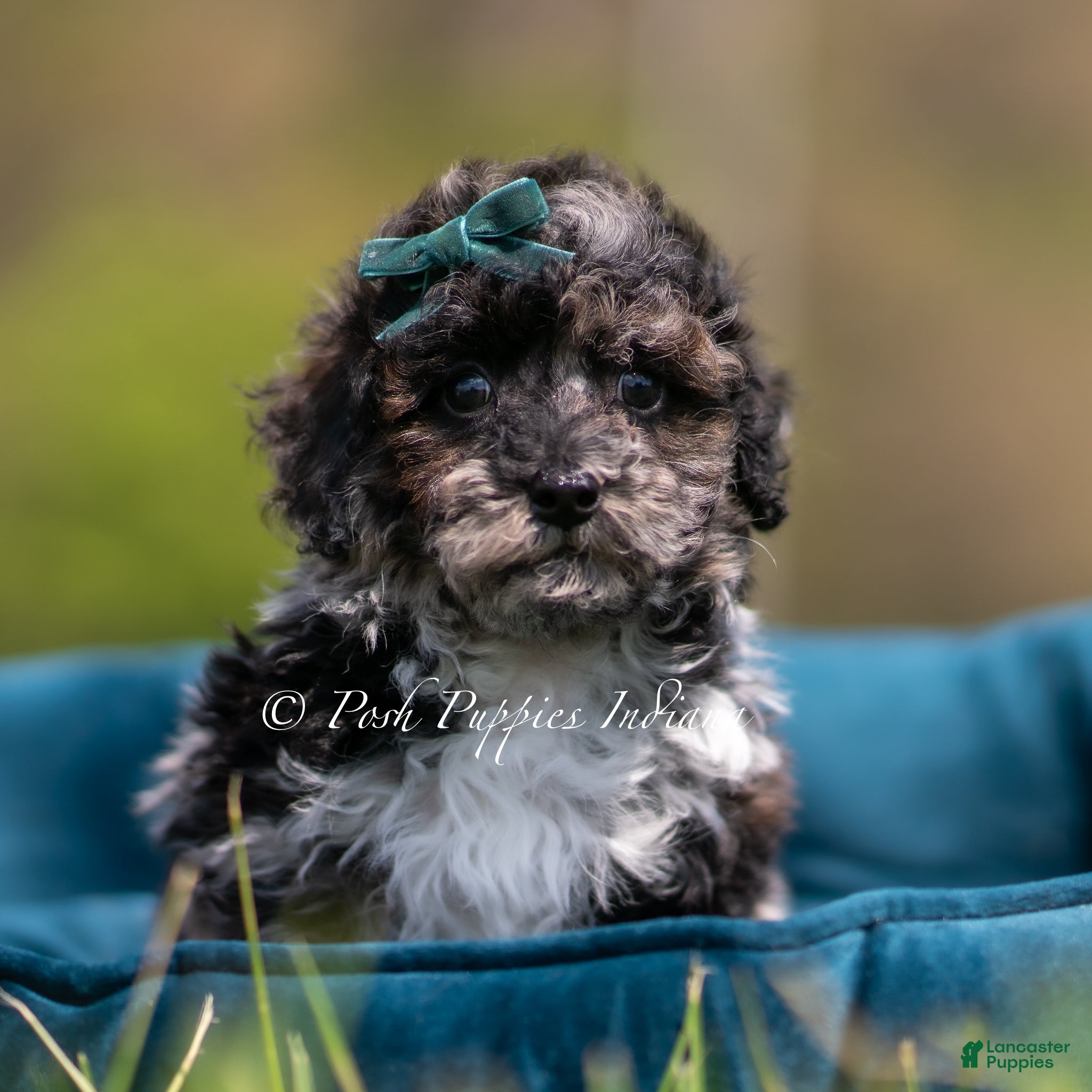 Toy Poodle dogs Disco AKC - Ad 41