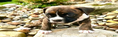 Boxer 4 